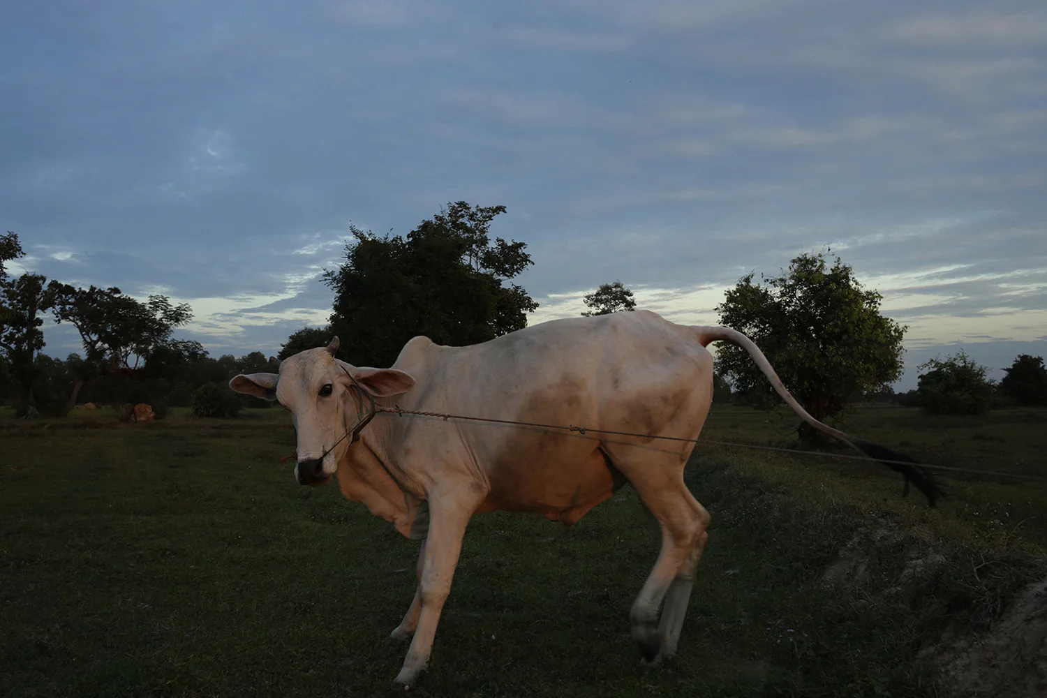 Analog film photograph of a pale calf standing in a grassy field at dusk with cloudy sky behind, muted earthy tones with visible grain