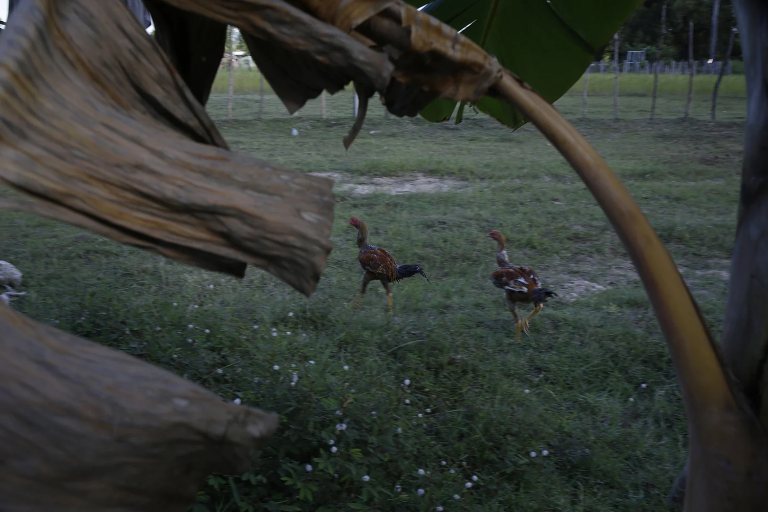 Analog film photograph of two roosters on grass seen through overlapping green banana leaves, calm rural mood with visible grain
