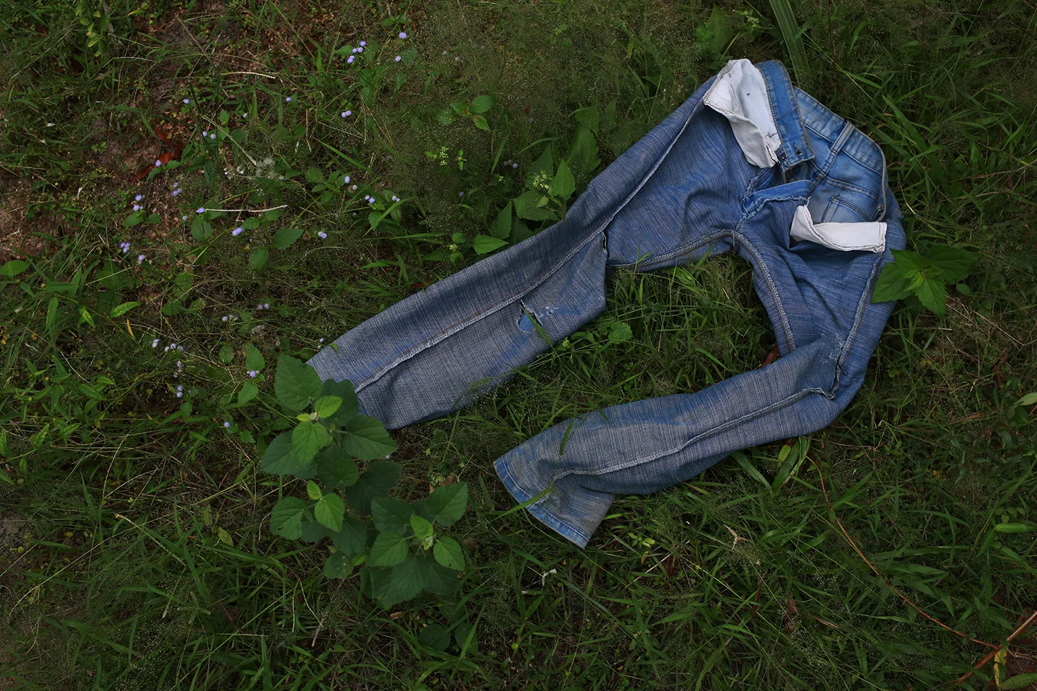 Analog film photograph of a pair of worn blue denim jeans lying discarded in tall green grass, muted natural tones with visible grain, calm earthy mood