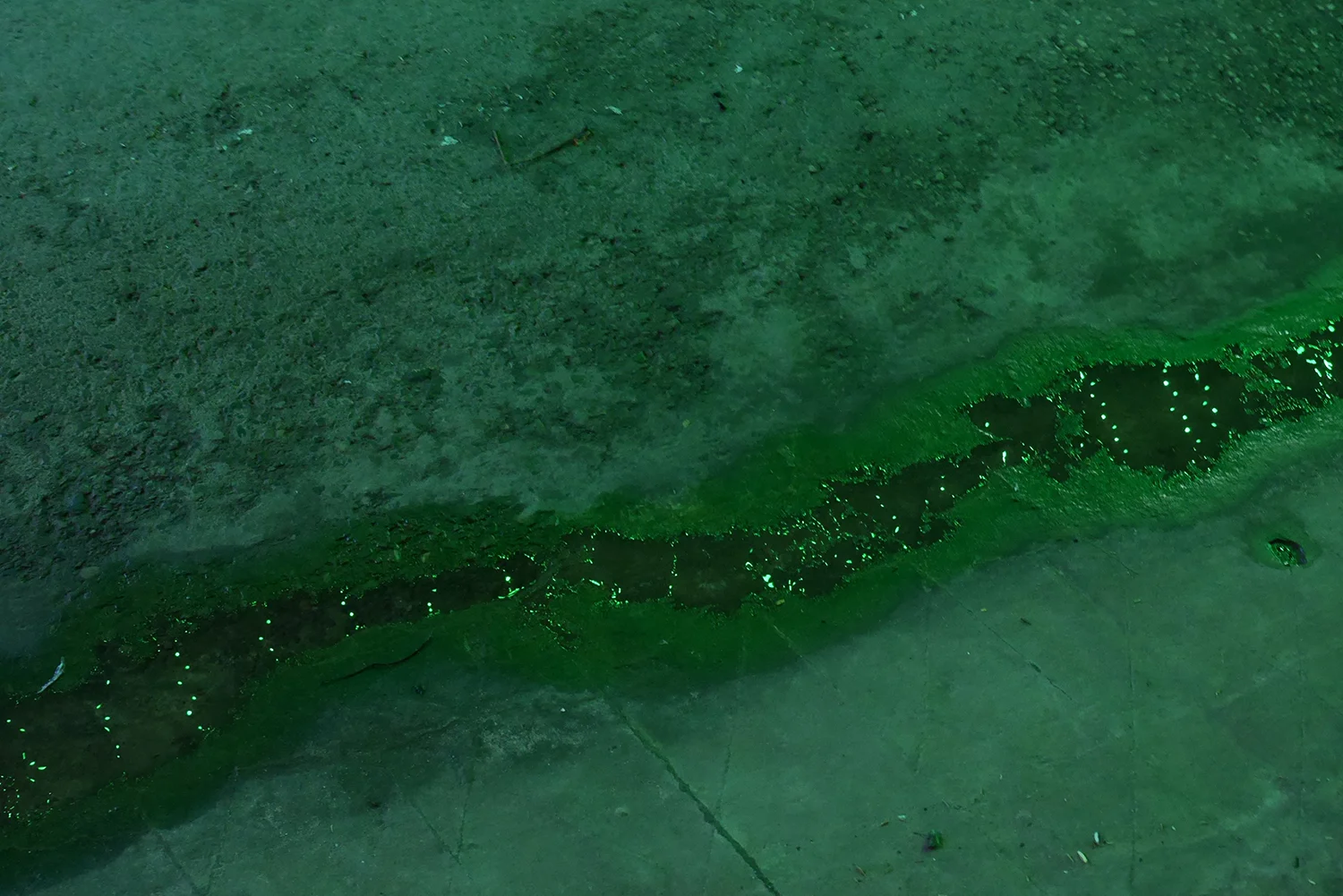 Close-up analog photograph of an algae-covered pond surface in muted green tones with glistening patches, organic textured mood