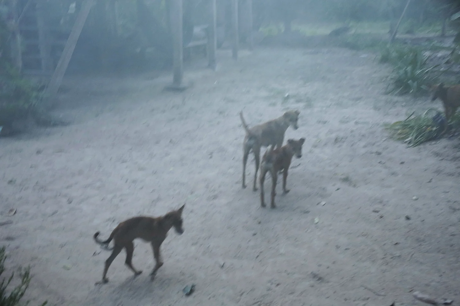 Analog photograph of three thin dogs walking across a misty rural yard near simple wooden structures, muted grey-brown tones and hazy mood